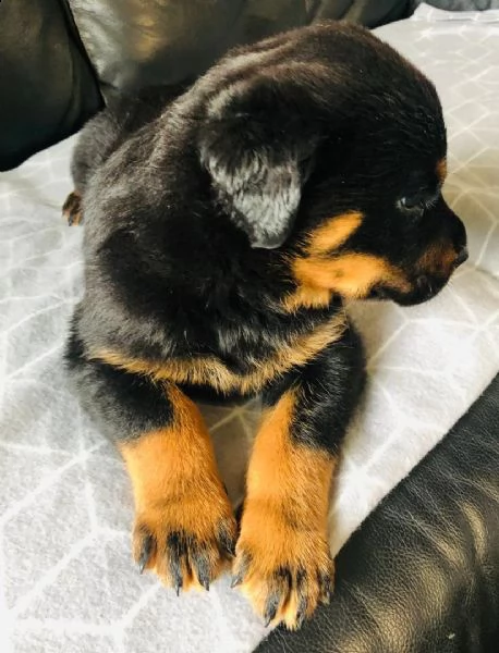 regalo cuccioli dal pelo corto rottweiler per natale