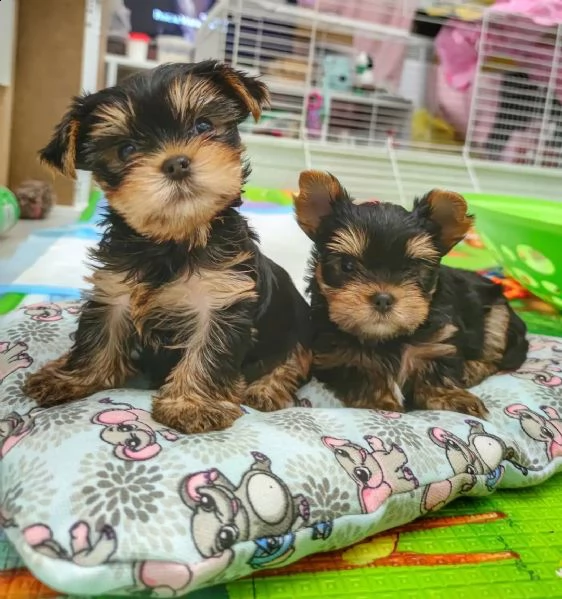 regalo cuccioli di razza yokshire  consegna con il libretto sanitario  il michrochip vaccinati e s