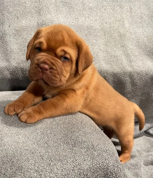 regalo cuccioli dogue de bordeaux per natale