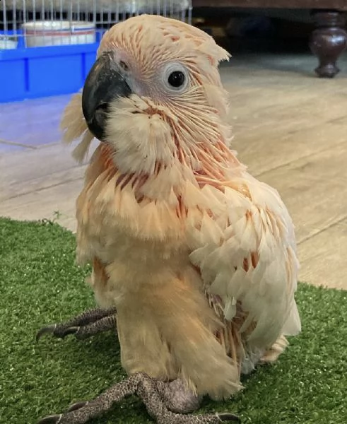 cucciolo di pappagallo grigio africano e altri pappagalli in adozione | Foto 1