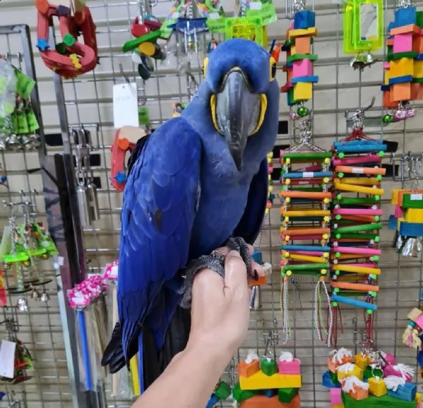 cucciolo di pappagallo grigio africano e altri pappagalli in adozione | Foto 0