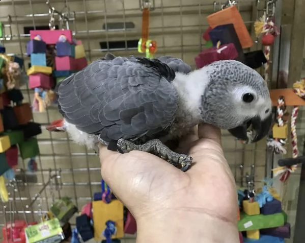 cucciolo di pappagallo grigio africano e altri pappagalli in adozione