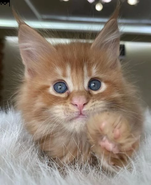 gattini maine coon disponibili