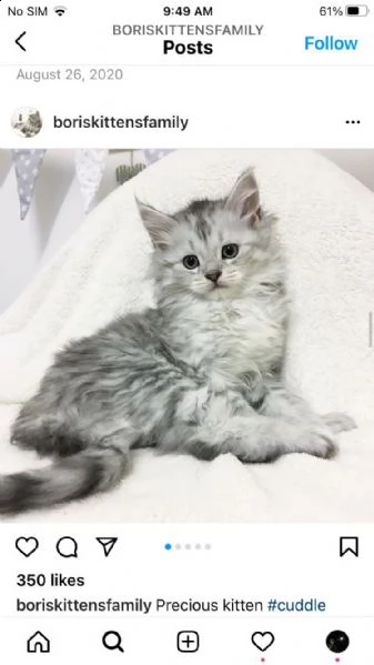 gattini maine coon disponibili | Foto 0