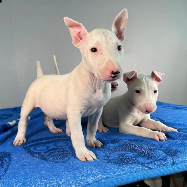regalo cuccioli di razza bull terrier consegna con il libretto sanitario  il michrochip vaccinati 