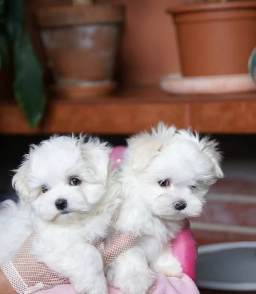 cuccioli di maltese  | Foto 2