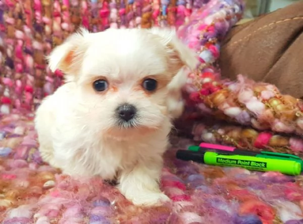 cuccioli di maltese  | Foto 1