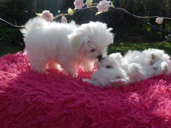 cuccioli di maltese  | Foto 0