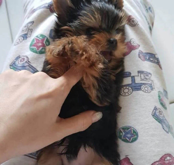 cucciolo di yorkshire mini toy | Foto 1