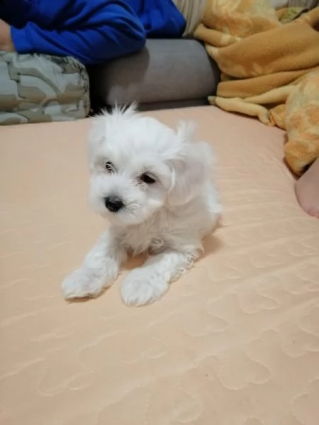 vendo cucciolo di maltese maschio