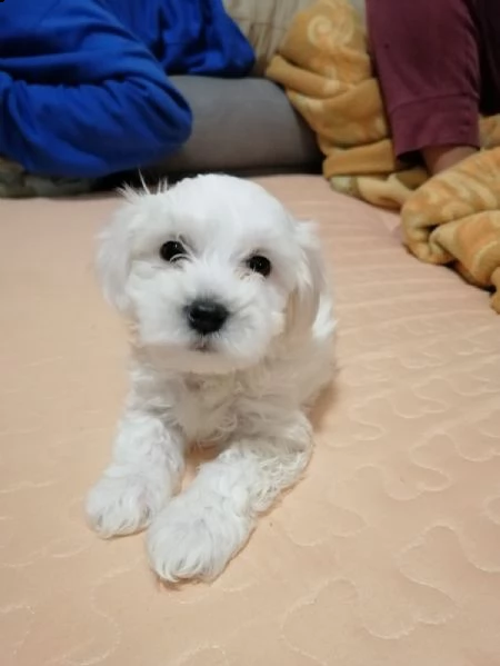 vendo cucciolo di maltese maschio | Foto 1