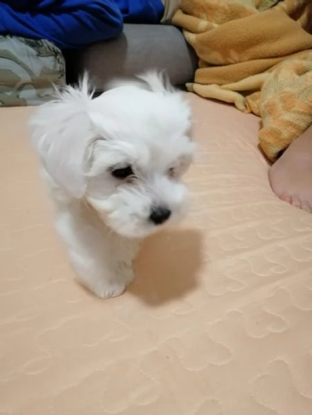 vendo cucciolo di maltese maschio | Foto 0