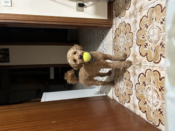 cerco barboncina per accoppiamento | Foto 4