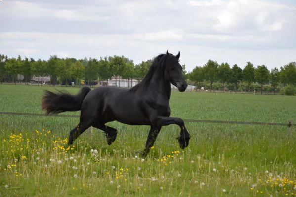 larissa principiante cavallo in vendita