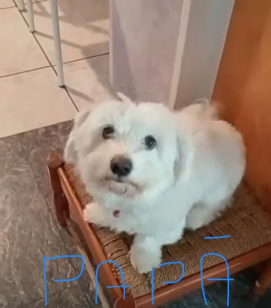 Cuccioli di maltese  | Foto 3