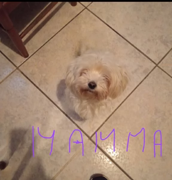 Cuccioli di maltese  | Foto 2