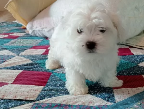 Cuccioli di maltese 