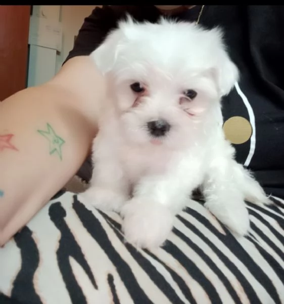 Cuccioli di maltese  | Foto 1