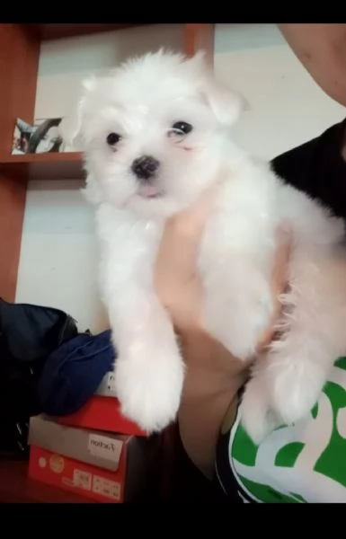 Cuccioli di maltese  | Foto 0