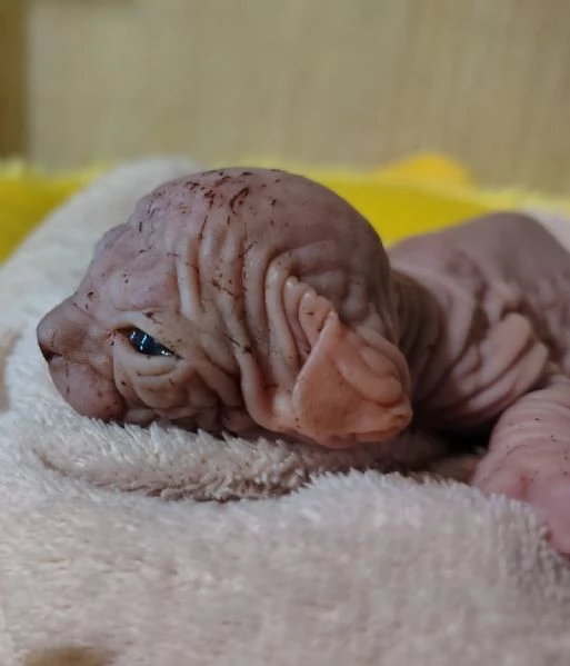 Cuccioli Sphynx | Foto 6
