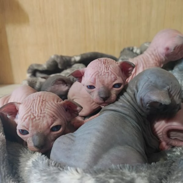 Cuccioli Sphynx | Foto 5