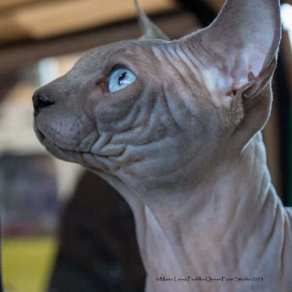 Cuccioli Sphynx | Foto 4