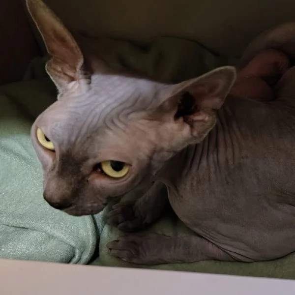 Cuccioli Sphynx | Foto 1