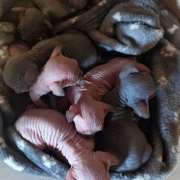 Cuccioli Sphynx | Foto 0