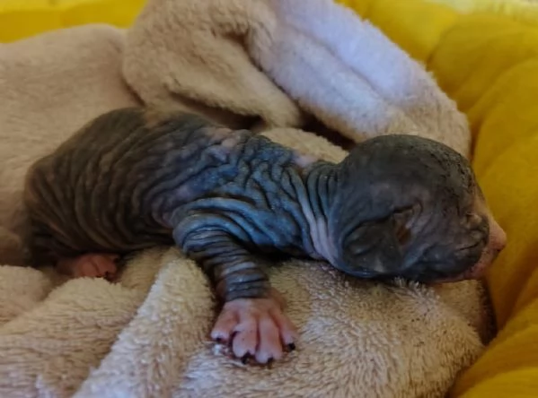 Sphynx cuccioli | Foto 1