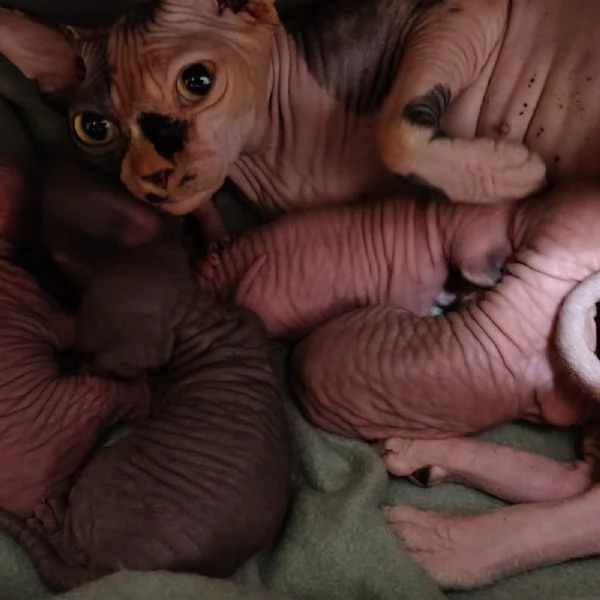 Sphynx cuccioli | Foto 0