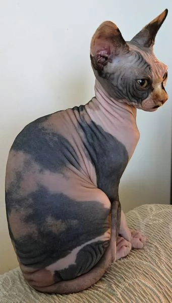 Sphynx cuccioli