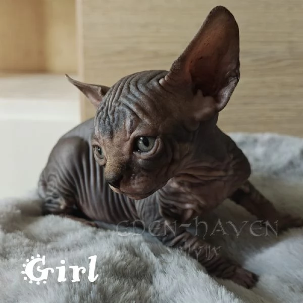 Cuccioli Sphynx  | Foto 2