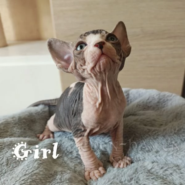 Cuccioli Sphynx  | Foto 1