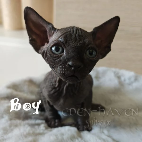 Cuccioli Sphynx  | Foto 0