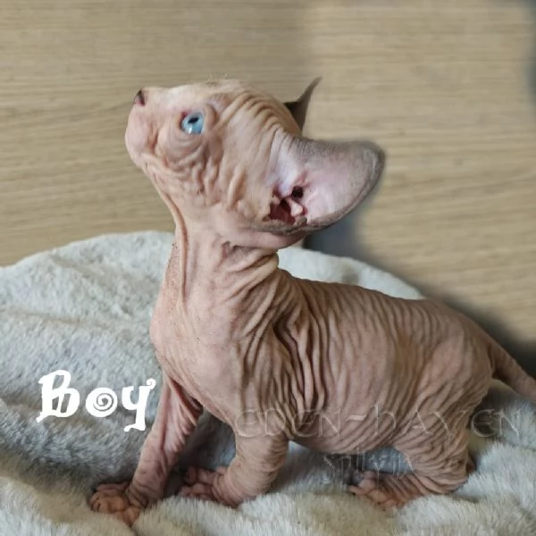 Cuccioli Sphynx 