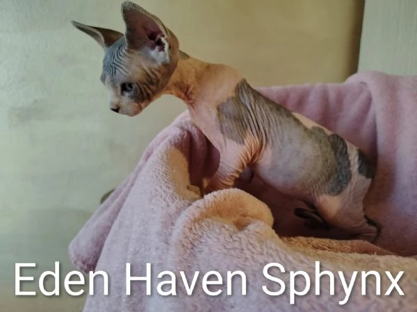 Sphynx cucciola 