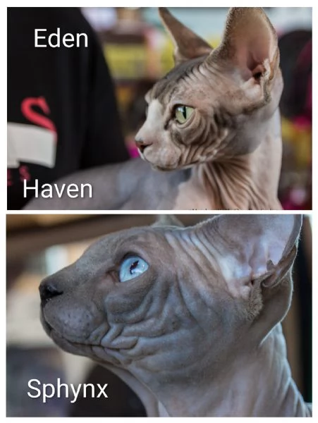 Sphynx cucciola  | Foto 3