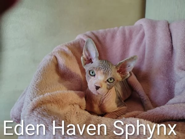 Sphynx cucciola  | Foto 2