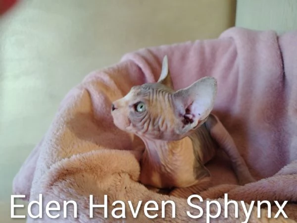 Sphynx cucciola  | Foto 1