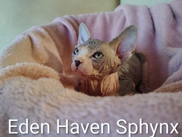 Sphynx cucciola  | Foto 0