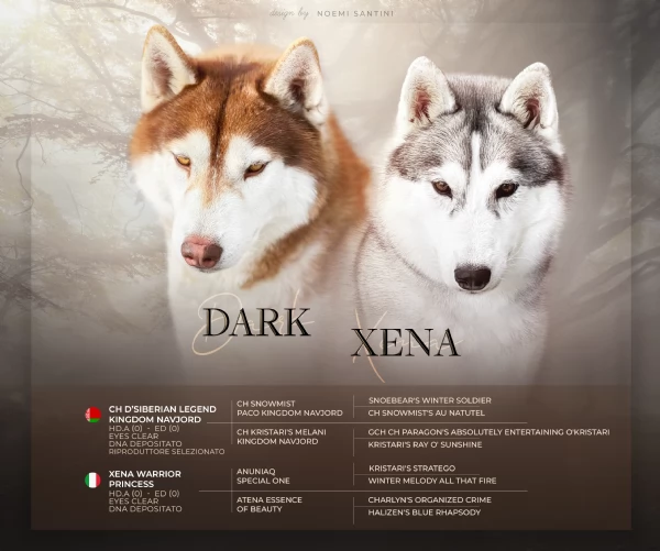 Cucciola Siberian Husky pedigree ENCI | Foto 2