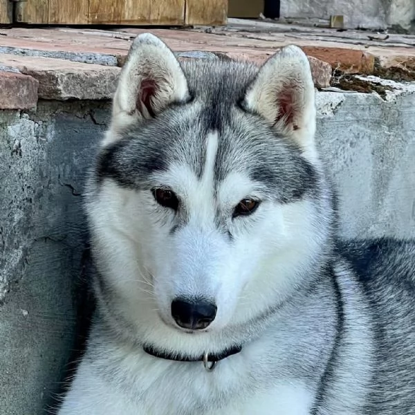 Cucciola Siberian Husky pedigree ENCI | Foto 1