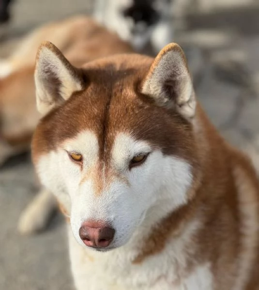 Cucciola Siberian Husky pedigree ENCI | Foto 0