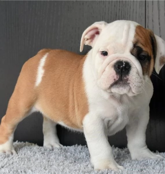 cuccioli bulldog inglese adozione