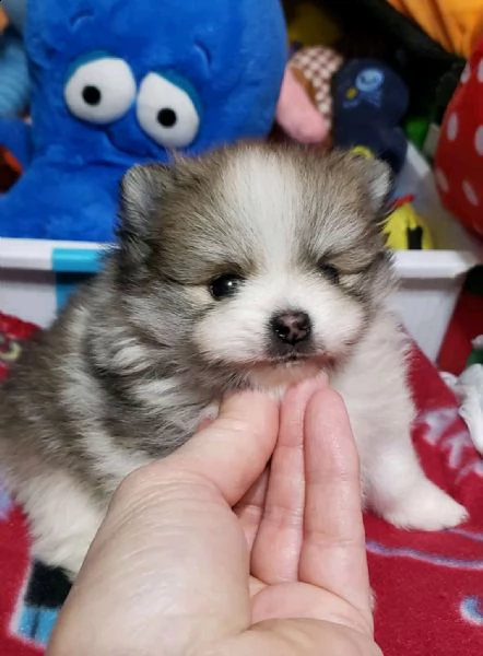 cucciolo di spitz di pomerania 