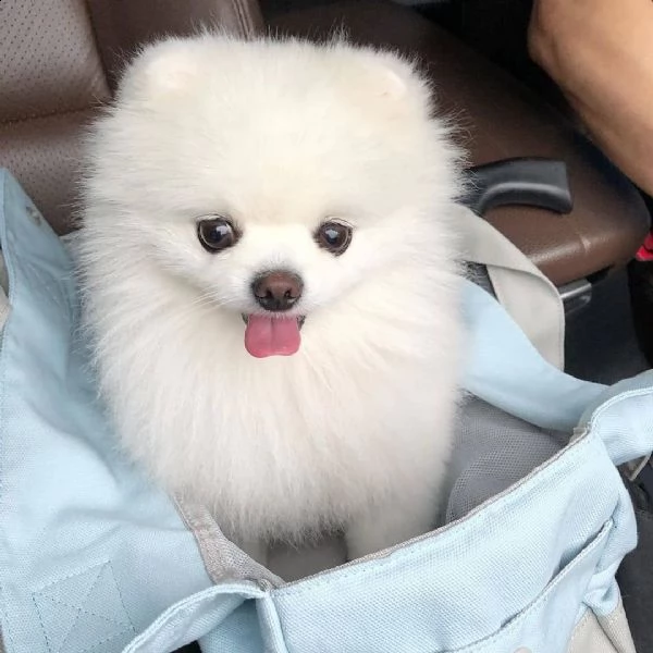 cucciolo di pomerania di piccola taglia papagrave 2kg e mamma 25kg disponibile da subito nato il 23 g