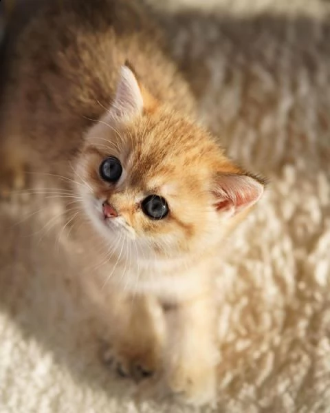 consegna regalo gattino di razza di exotic shorthair con libretto sanitario   microchip vaccinato 