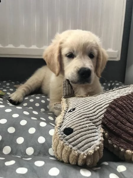 cuccioli di golden retriever con pedigree enci