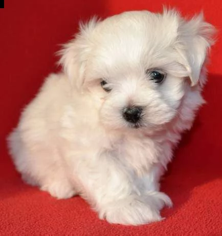 cuccioli di maltese