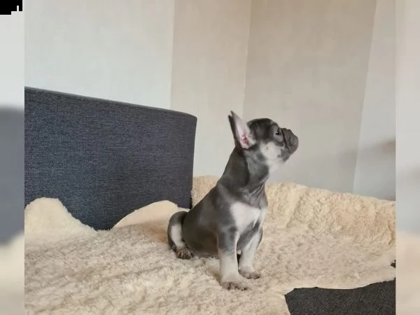 cuccioli di bulldog francese con pedigree | Foto 4